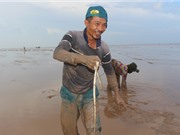 "Cao thủ" Tiền Giang săn cá chình mỡ, mỗi chuyến kiếm 3 triệu đồng