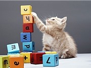 Khả năng đếm và làm toán của các loài động vật