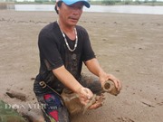Kiếm tiền triệu mỗi ngày nhờ đi "săn" đặc sản xấu xí: Cá lác ngoách