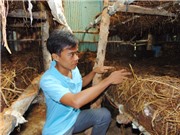 Nấm rơm trong nhà kính, thu tiền triệu/tháng đều như 'vắt chanh'
