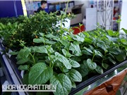 Làm giá thể thủy canh bằng nguyên liệu sẵn có