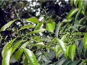 Công dụng chữa bệnh thần kỳ từ cây xạ đen