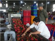 Cải tiến thiết bị rửa và xử lý trái thanh long