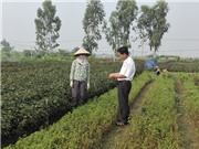 Quản lý rau an toàn theo mô hình cộng đồng