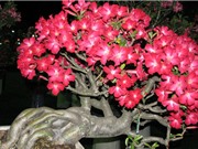Kỹ thuật trồng và chăm bón cây sứ Thái cho hoa nở quanh năm