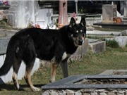 Chú chó trung thành suốt 10 năm chờ đợi bên mộ chủ
