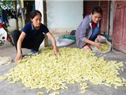 Cả làng nuôi tằm làm thức ăn, không trồng dâu lại có tiền rủng rỉnh