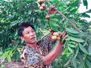 Biệt tài "sai khiến" na, nhãn ra quả trái vụ, nhà nông thu bộn tiền
