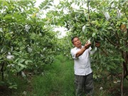 Trồng ổi sạch cho thu nhập hàng trăm triệu mỗi năm