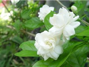 Kỹ thuật trồng hoa nhài vừa trang trí nhà cửa vừa làm thuốc