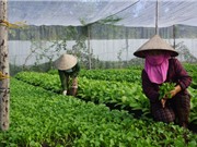 Chưa có cơ sở đào tạo nguồn nhân lực cho  nông nghiệp hữu cơ