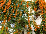 Cách trồng hoa chùm ớt cầu may mắn, thành công