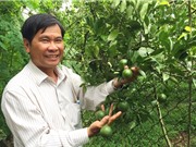 Bí quyết trồng quýt đường GlobalGAP kiếm tiền tỷ mỗi năm