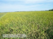 Một số giống được bảo hộ thành công về thương mại