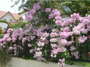 Cách trồng hoa tỏi để trang trí hàng rào và làm thuốc quý