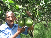 Trồng bưởi trên vùng đất 6 tháng ngọt, 6 tháng mặn