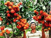 Đua nhau chặt giống chôm chôm nội, trồng giống ngoại