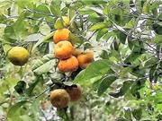 Đặt hàng 4 nhiệm vụ khoa học và công nghệ về quỹ gene cấp quốc gia