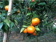 Tìm vị ngọt cho quýt Bắc Kạn