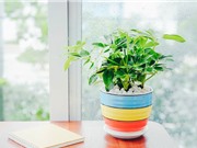Hướng dẫn trồng ngũ gia bì giúp đuổi muỗi, hút tài lộc