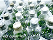 Bảo hộ giống để thoát khỏi nền nông nghiệp gia công