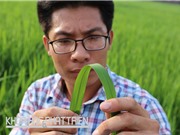 13 năm, chỉ 270 giống được bảo hộ