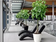 Tự trồng cây kim ngân hút tiền tài, may mắn