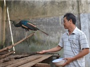 Tỷ phú từ nghề nuôi chim khổng tước trên đất Tây Nguyên