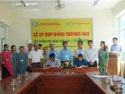 Quảng Trị: Ký hợp đồng thương mại sản phẩm chè vằng hoà tan Tralavang