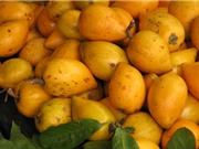 Trồng cây trứng gà cho quả sai quanh năm