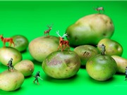 Vén màn bí mật màu sắc tím, đỏ, xanh, đen... của các loại khoai tây