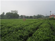 Chè đạt chuẩn UTZ được sản xuất như thế nào?