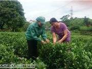 Xã viên Hợp tác xã chè Tân Hương: Nhiều ấn tượng sâu sắc về bà Nguyễn Thị Nhài