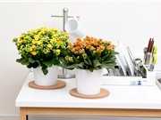 Cách trồng và chăm bón cây sống đời cho hoa nở rực rỡ
