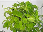 10 loại cây nội thất giúp loại trừ nguy cơ ung thư, tốt cho phong thủy
