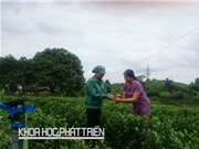 Cô nông dân lớp 7 thành sếp doanh nghiệp chè