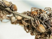 Nhện 'trinh nữ' hiến thân làm mồi cho đàn nhện con