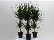 Trồng cây phất dụ lá mảnh giúp thanh lọc không khí hiệu quả