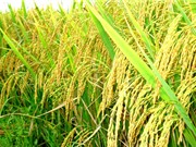 Xây dựng thành công bản đồ công nghệ chọn tạo giống lúa 