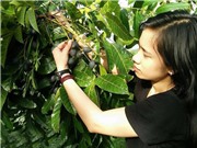 Trám đen Thanh Chương nhanh cho quả nhờ giống ghép
