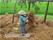 Công nghệ xử lý rơm rạ thành phân hữu cơ