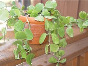 Trồng cây đô la giúp nhà thêm đẹp, hợp phong thủy