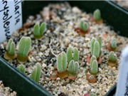 Kỹ thuật trồng cây tai thỏ trang trí bàn làm việc