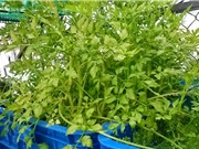 Đồng Nai: Ứng dụng công nghệ cao trong sản xuất rau cần đước