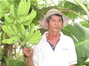Mô hình trồng chuối già Nam Mỹ xuất khẩu đầu tiên ở huyện Long Hồ