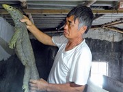  Nuôi kỳ đà, trồng cây đẹp thu cả trăm triệu