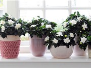 Học cách trồng hoa dành dành dùng được cả lá, hoa lẫn quả