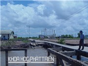 Thích ứng với biến đổi khí hậu ở ĐBSCL: Nghiên cứu tìm cây, con không cần nhiều nước ngọt