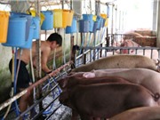 Người tiêu dùng không thể nhận biết thịt lợn bị tiêm thuốc an thần