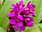 Hướng dẫn trồng và chăm bón lan chu đình cho hoa nở quanh năm